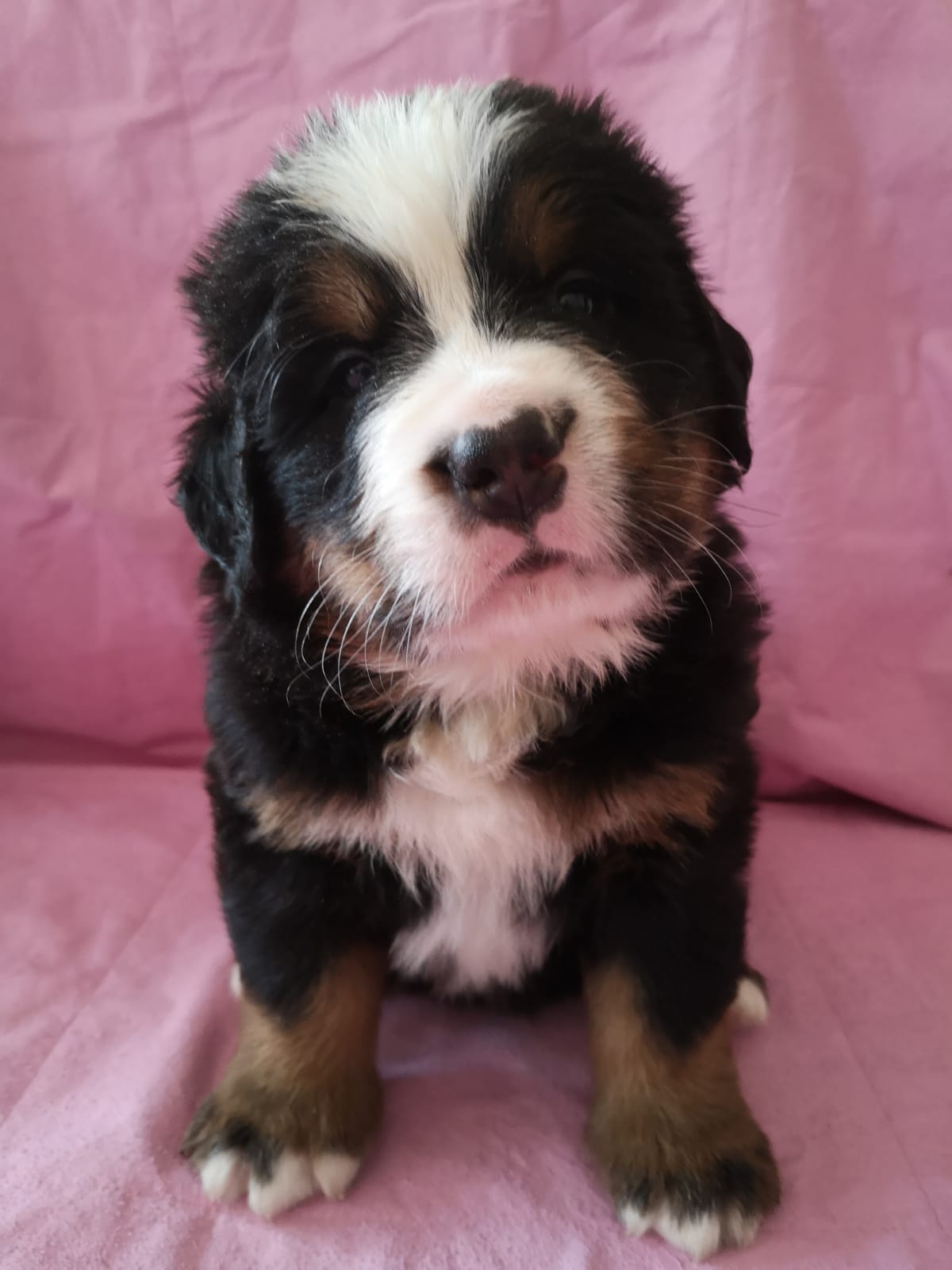 Ein Welpe kommt ins Haus